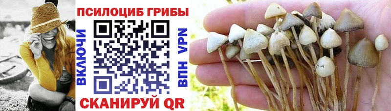 Галлюциногенные грибы Psilocybe  где можно купить наркотик  Ельня 